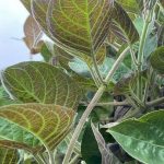 Lá mơ – vị thuốc dân gian cho dạ dày: 3 món dễ làm, tốt cho người hay đầy bụng