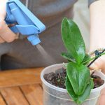 Bí quyết tưới nước theo từng giống giúp cây hoa lan khỏe mạnh và ra hoa đều