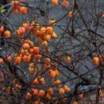 Cây hồng bên tường đá hút nghìn khách, Lô Lô Chải quá tải dịp cuối tuần