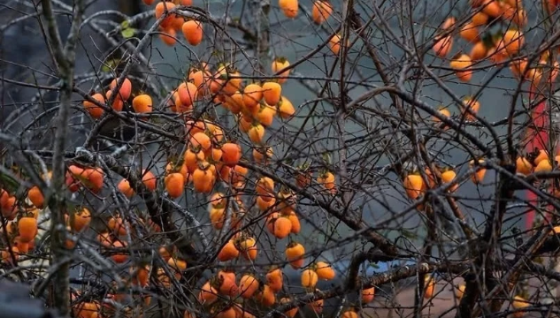 Cây hồng bên tường đá hút nghìn khách, Lô Lô Chải quá tải dịp cuối tuần