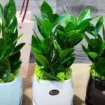 Bí quyết đặt cây kim ngân chuẩn phong thủy để tiền vào như nước