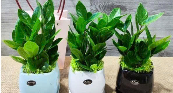 Bí quyết đặt cây kim ngân chuẩn phong thủy để tiền vào như nước