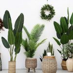 Đặt cây xanh trong nhà thế nào để tăng tài lộc?