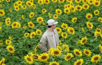 Những điều cần biết trước khi check-in cánh đồng hoa hướng dương Nghệ An