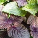 Lá tía tô: “Mỹ phẩm xanh” cho làn da khỏe từ bên trong