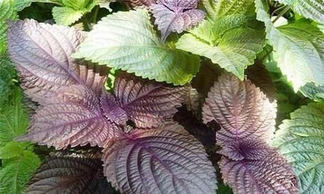 Lá tía tô: “Mỹ phẩm xanh” cho làn da khỏe từ bên trong