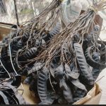 Xông nhà bằng bồ kết – Nét đẹp truyền thống mỗi dịp cuối năm