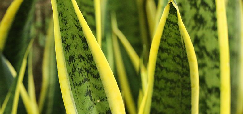 Đặt cây lưỡi hổ sai vị trí, tài lộc khó vào nhà