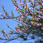 Muốn hoa đào nở đẹp suốt Tết? Nhớ ngay những mẹo này