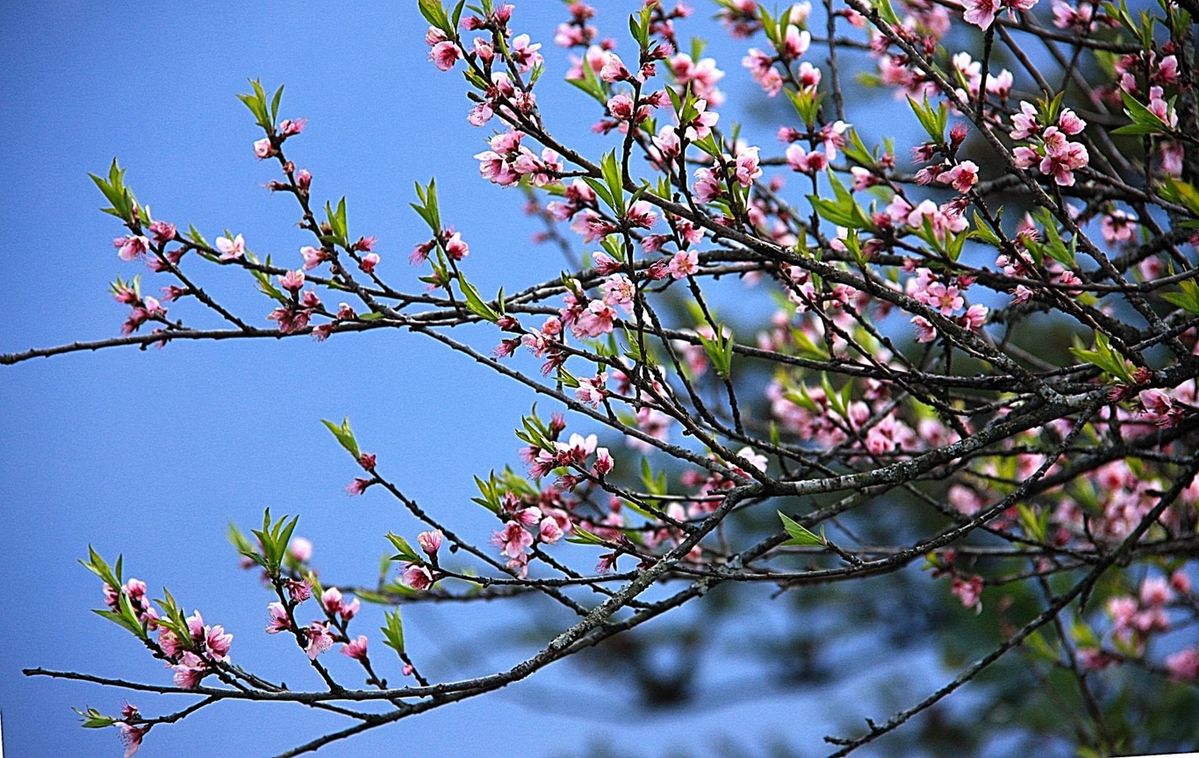 Muốn hoa đào nở đẹp suốt Tết? Nhớ ngay những mẹo này