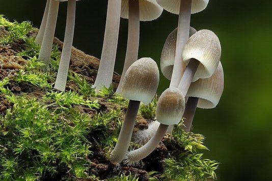 Giải mã bí ẩn tiến hóa: Nấm xuất hiện sớm hơn nhiều so với giả định