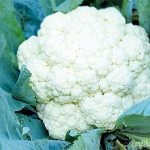 Súp lơ trắng – “bí quyết vàng” giúp giảm cân an toàn và hiệu quả